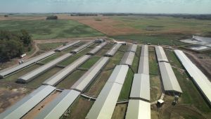 Galpones de engorde porcino en Bolívar | Carne porcina en Argentina